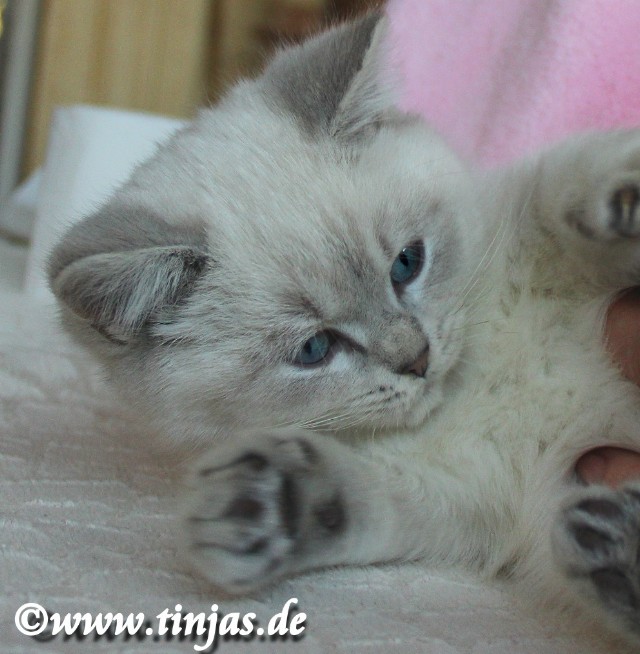 spielen und kuscheln ist toll...</A>